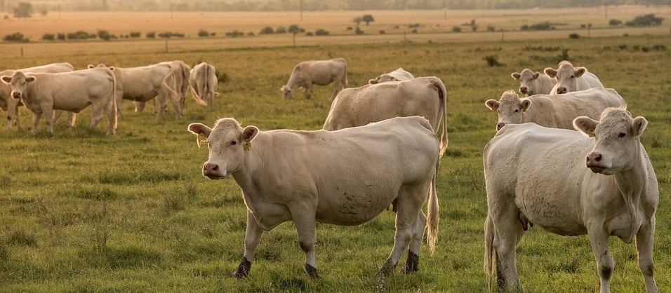 Vaca gorda custa R$ 136 a arroba em Londrina 