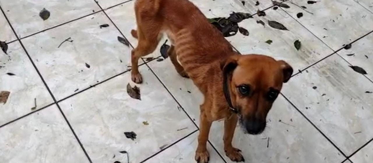 Família se muda e deixa dois cães sem comida e água em Maringá