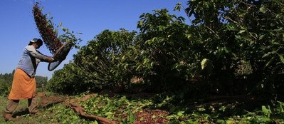 Redução na produção do café em fase final da colheita