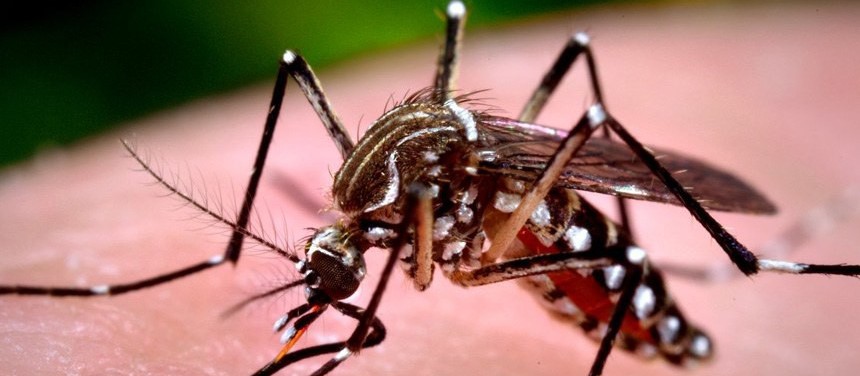 Número de casos de dengue em Maringá sobe para 89 no período