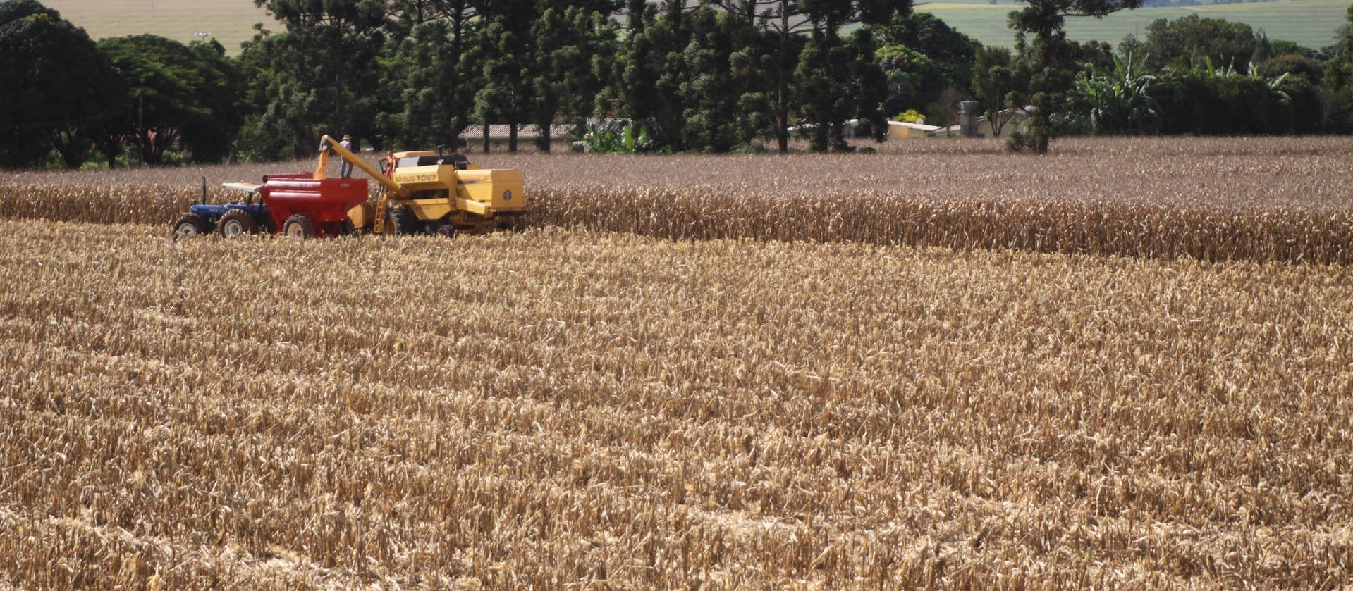 Área colhida do milho chega a 12% 