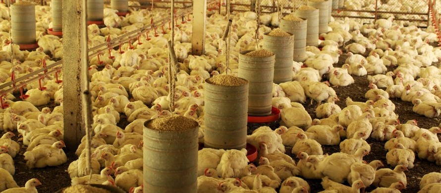 Soja e frango garantem saldo positivo da balança comercial em outubro
