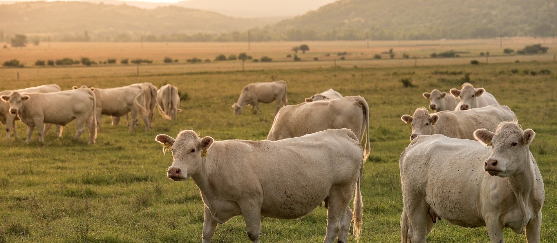 Preço da carne no atacado segue firme acima dos R$ 16/Kg em plena segunda quinzena do mês