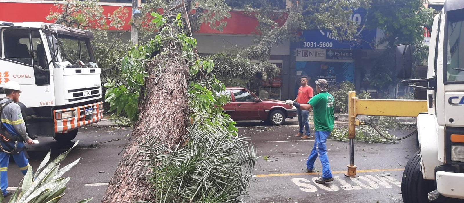 Durante temporal, árvore cai sobre carros estacionados, em Maringá