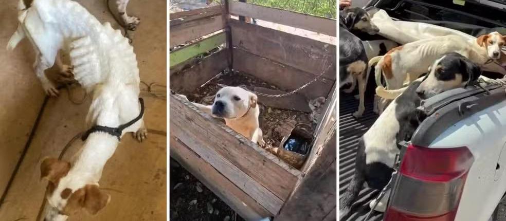 Ações policiais resgatam animais em situação de maus-tratos