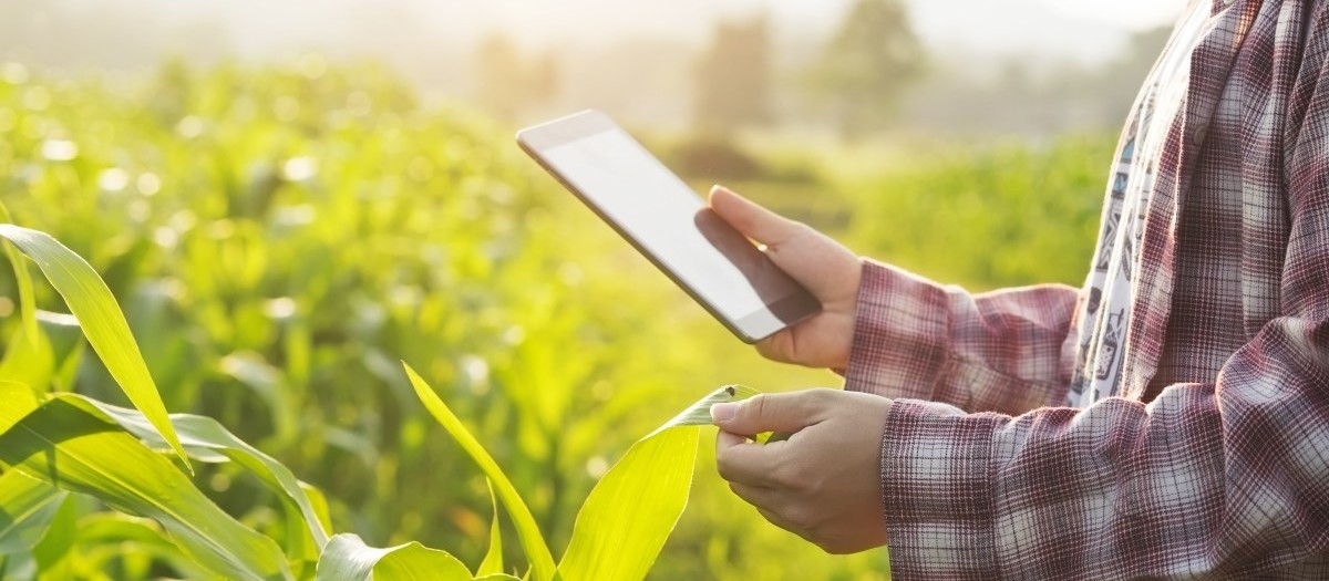 Cresce a relação entre o agronegócio e o e-commerce 