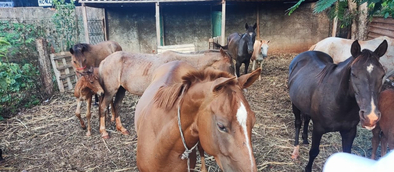 Grupo de assaltantes armados rende vigia e rouba cavalos da Secretaria de Meio Ambiente de Sarandi