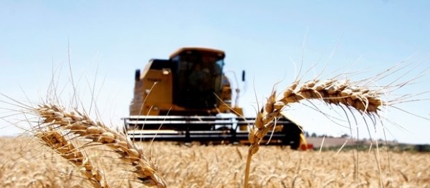 Condições climáticas podem favorecer o plantio do trigo