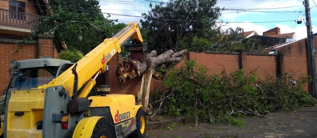 Número de árvores caídas por causa do temporal passa de 150