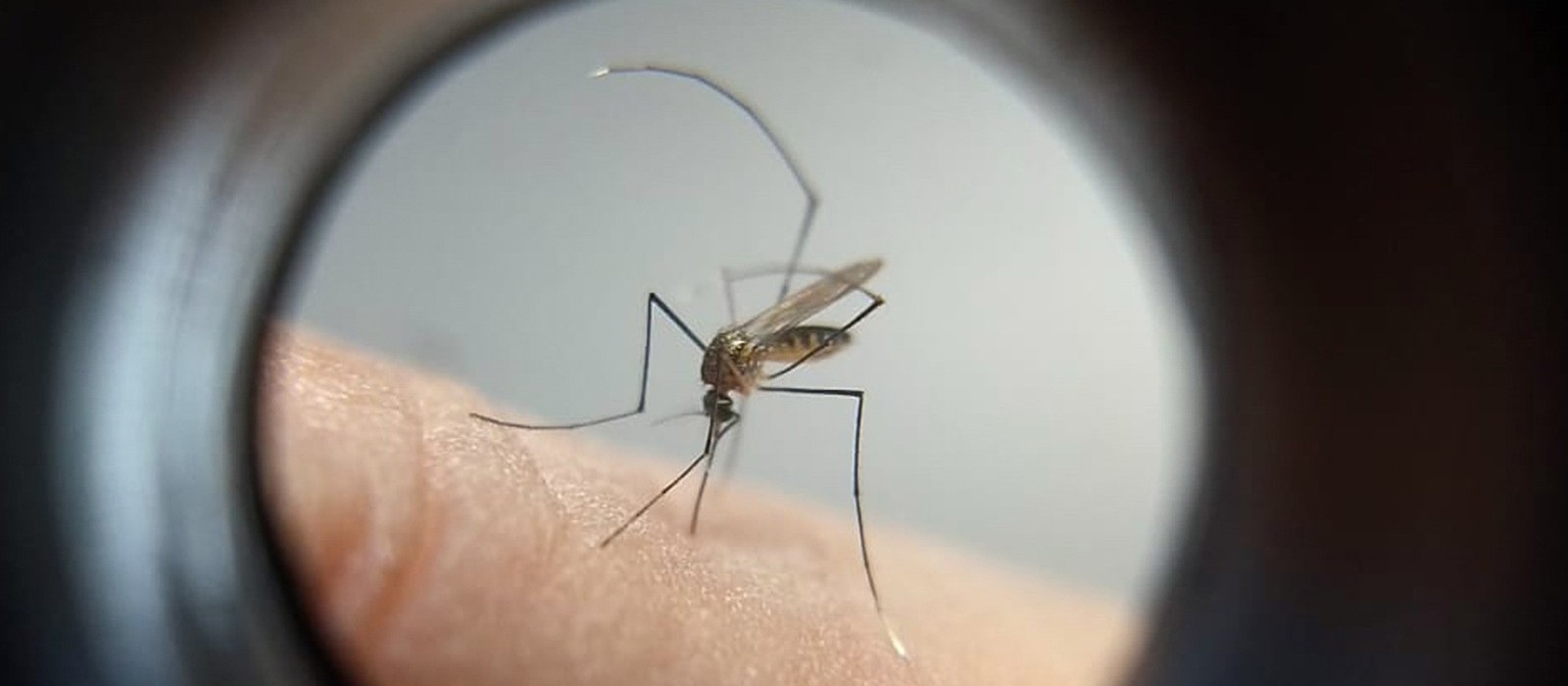 Maringá soma 3 mortes por dengue e chega a 10,5 mil casos, aponta Sesa