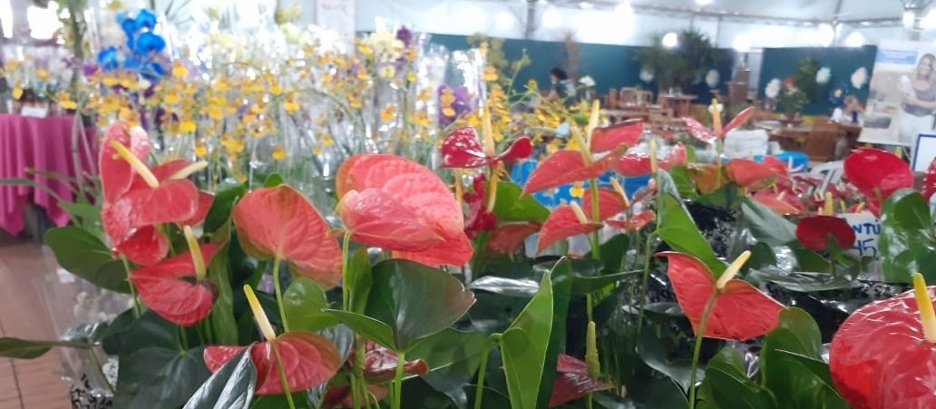 Praça da Prefeitura recebe feira de flores a partir de quinta (31)
