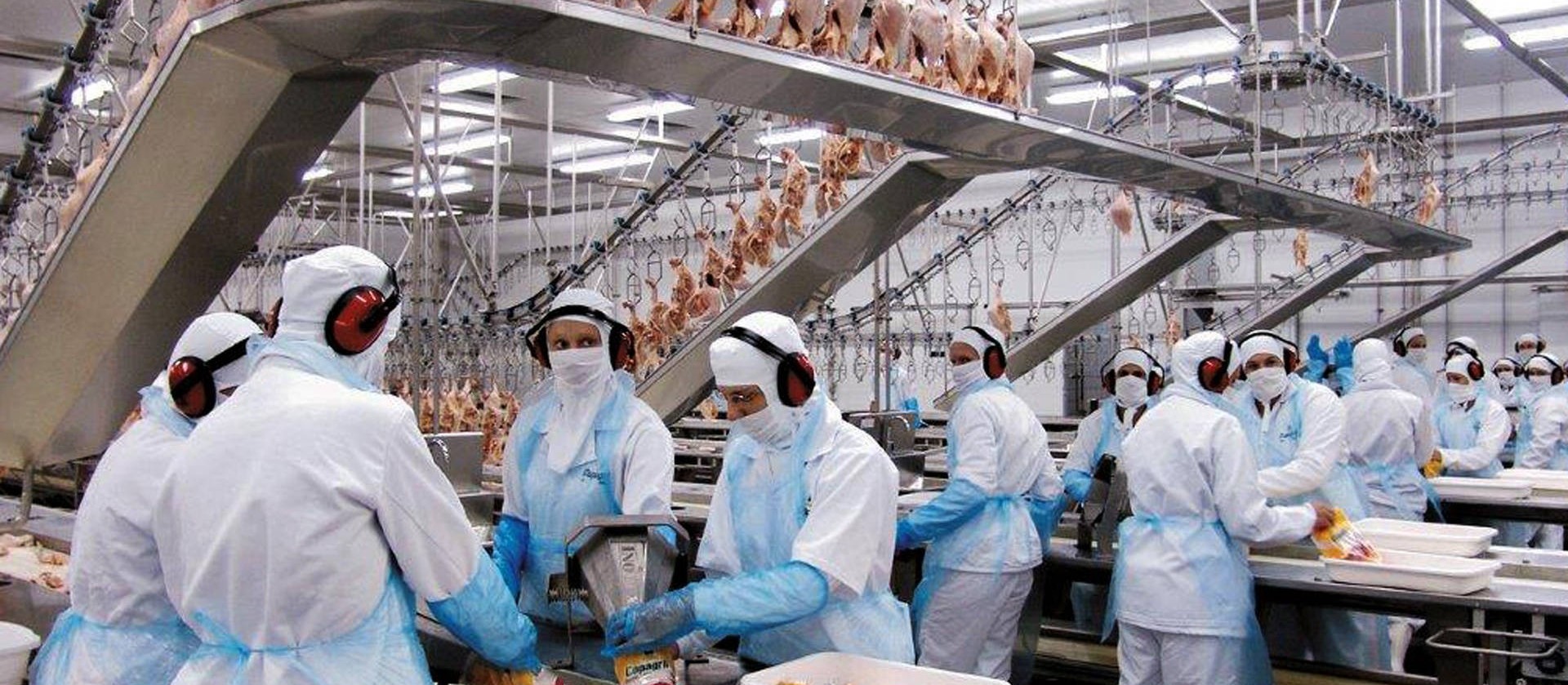 Santa Catarina e Paraná disputam liderança na exportação de carne de frango