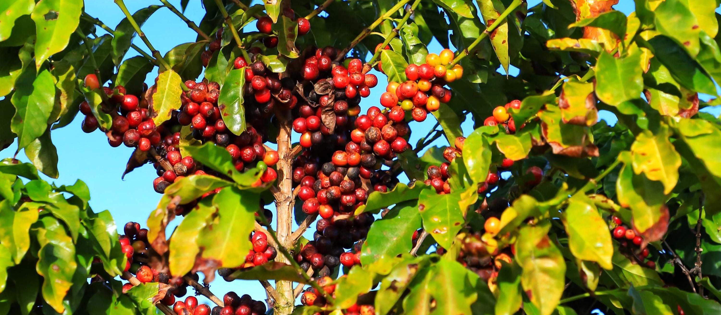 Café é produção familiar, uma relação de qualidade de ambiente e pessoas