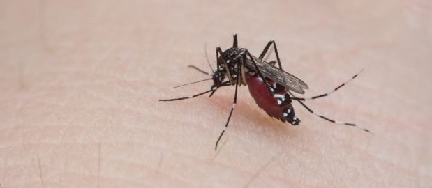Secretaria de Saúde alerta para criadouros do mosquito da dengue