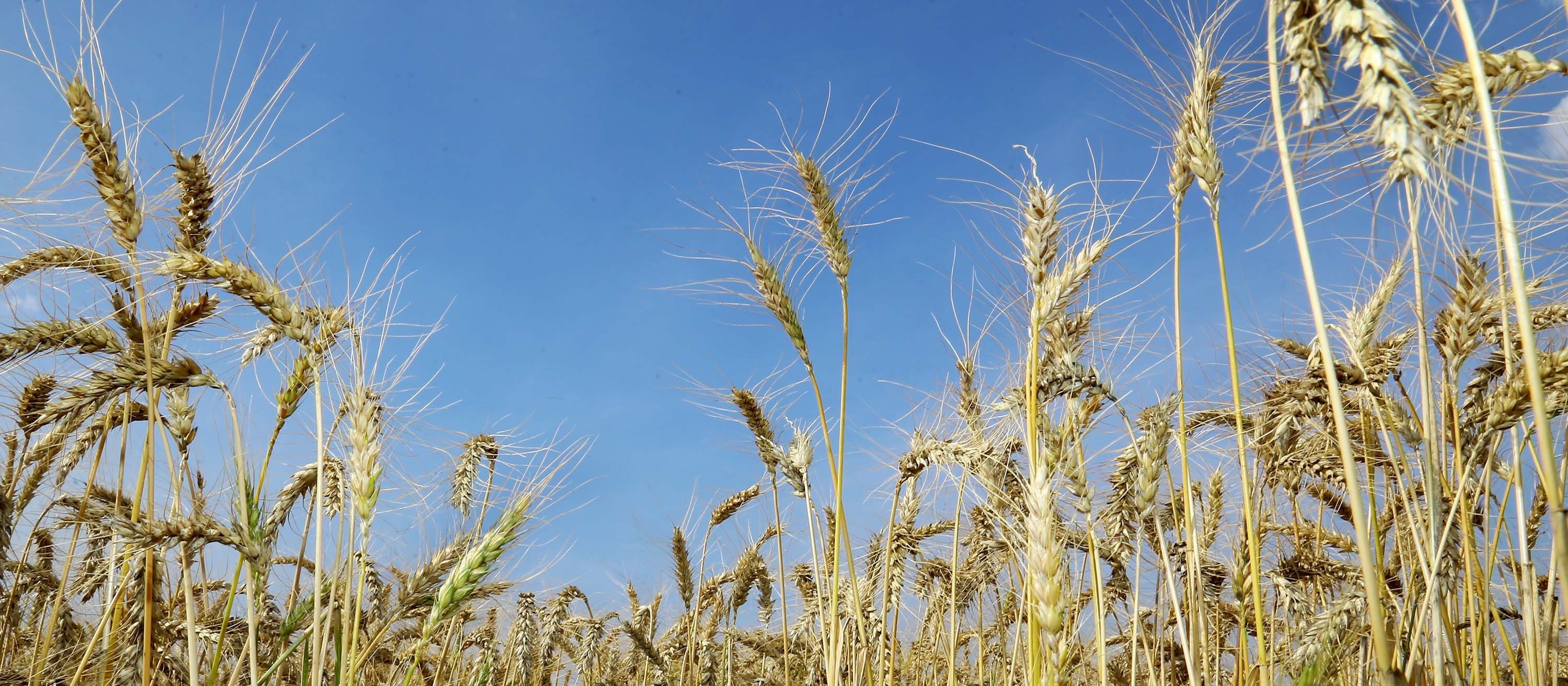 Culturas de inverno prometem grande produtividade para 2022