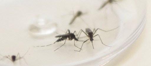Maringá passa um semana sem casos positivos de dengue