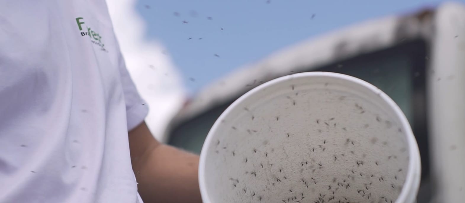 Biotecnologia israelense está erradicando o Aedes aegpyti em Ortigueira