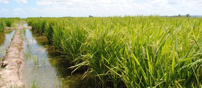 Área de plantio de arroz reduziu 38% nos últimos anos