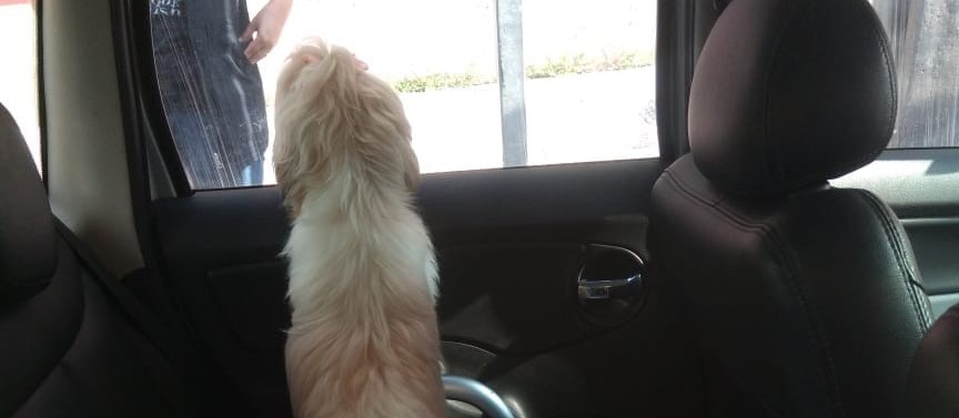 Casal é multado em R$ 2 mil por deixar cão trancado dentro de carro