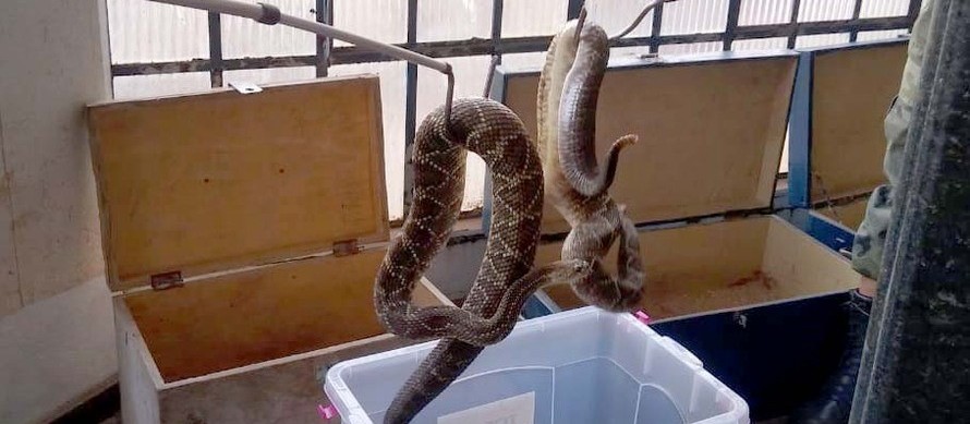 Morador de Mandaguari entrega mais de 150 cobras venenosas à Polícia Ambiental