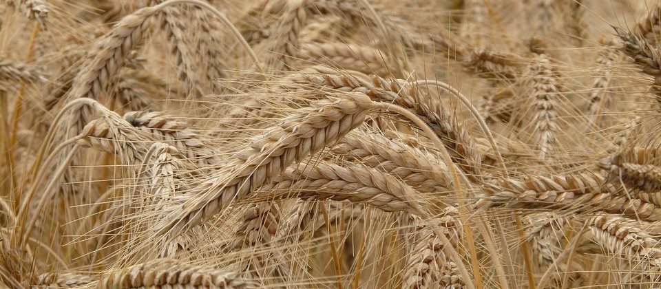 Cotações do trigo apresentam nova alta