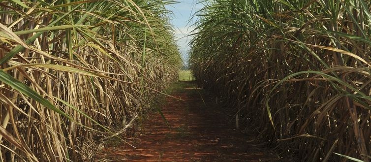 Alcopar divulga estimativa de preço da cana-de-açúcar referente a janeiro de 2020