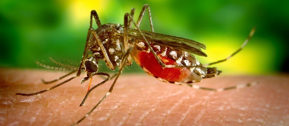Número de casos confirmados de dengue sobe para 507 no Paraná