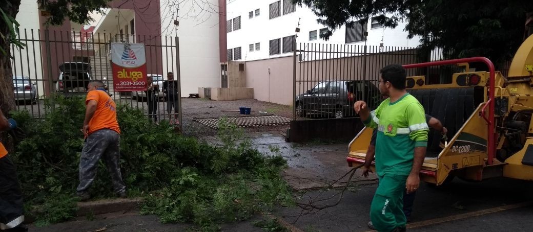 Em três dias, oito árvores caíram em Maringá