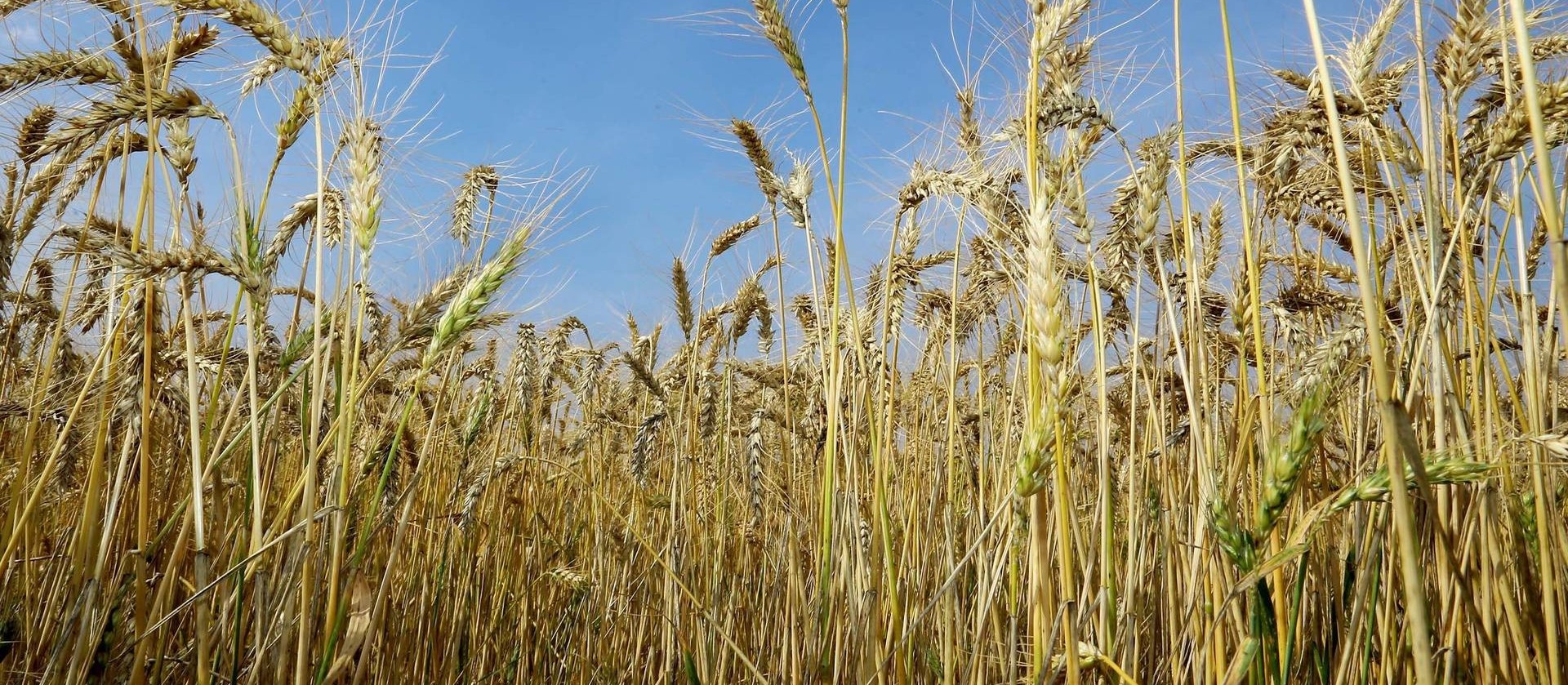 Preços do trigo perdem competitividade no Brasil