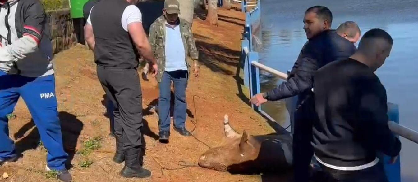 Polícia investiga morte de capivaras no Parque Municipal da Raposa