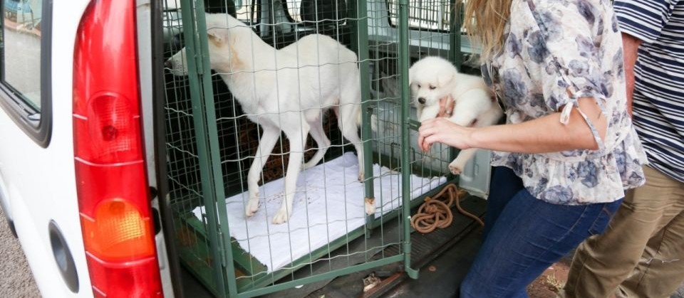 Castrações de cães e gatos poderão ser solicitadas por telefone