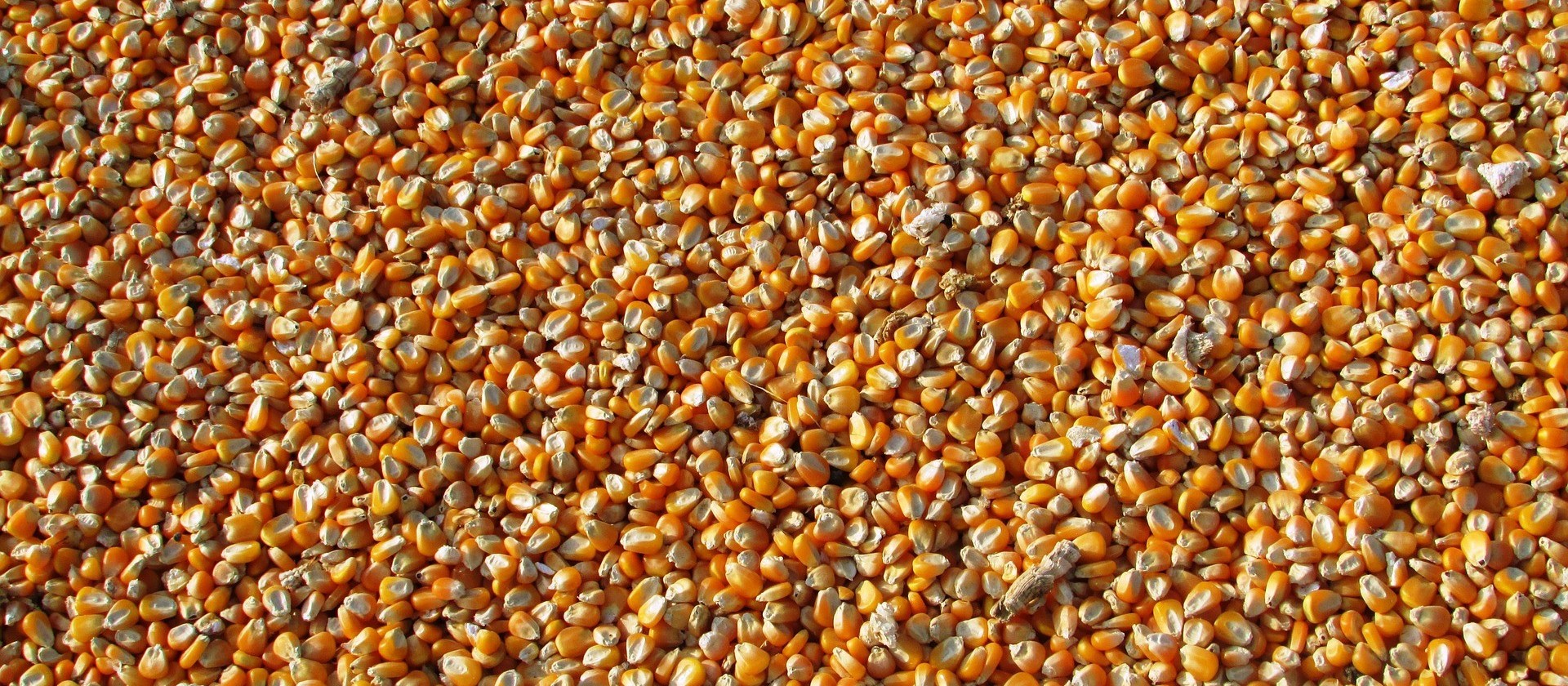 Primeira semana de junho já exportou 54% mais milho do que todo o mês de maio