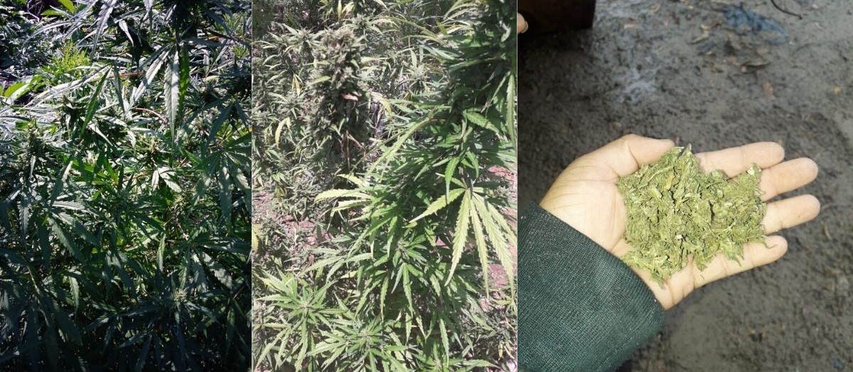 Foragido da Justiça é preso com plantação de maconha