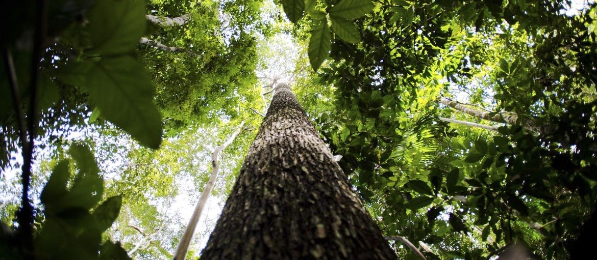 Setor florestal atinge US$ 4,2 bilhões em exportações