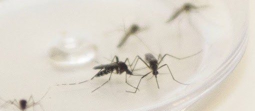 Maringá registra 352 casos de dengue em uma semana, aponta Sesa