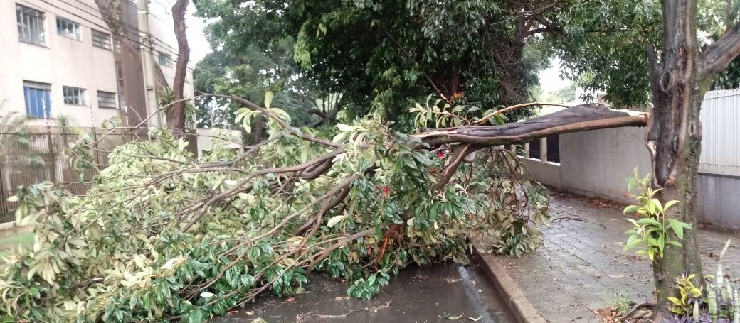 Chuva rápida derrubou três árvores em Maringá