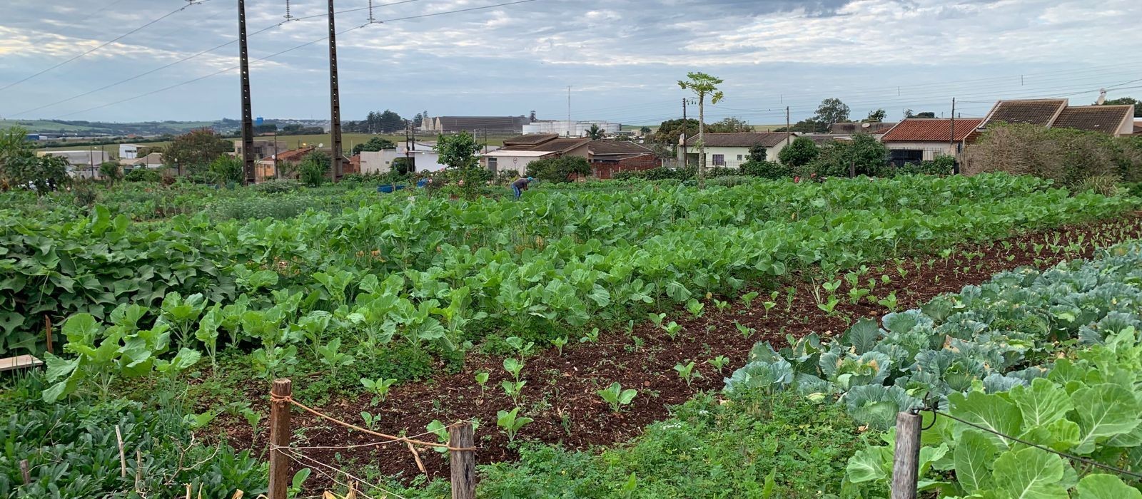Hortas comunitárias de Sarandi produzem 10 mil pés de hortaliças por mês