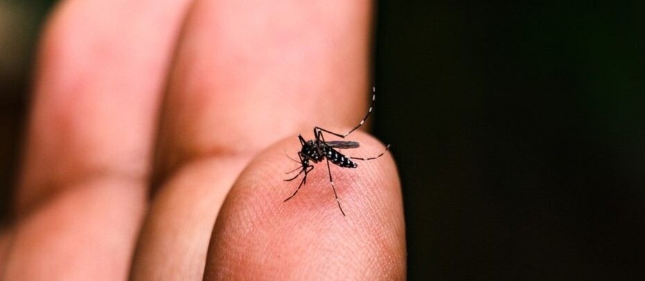 Maringá está em risco médio para infestação da dengue