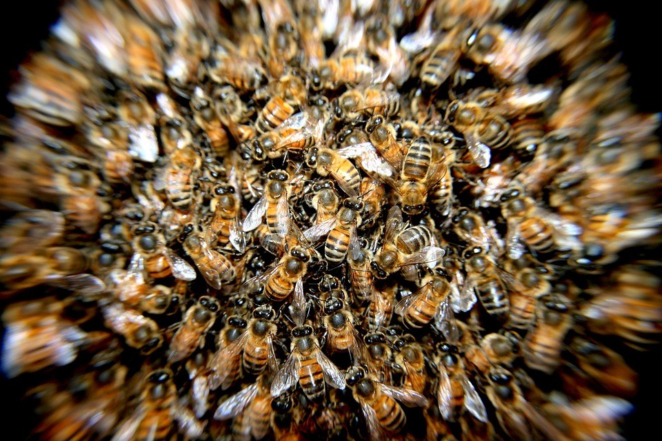 Você sabe o que fazer caso encontre um enxame de abelhas na sua casa?