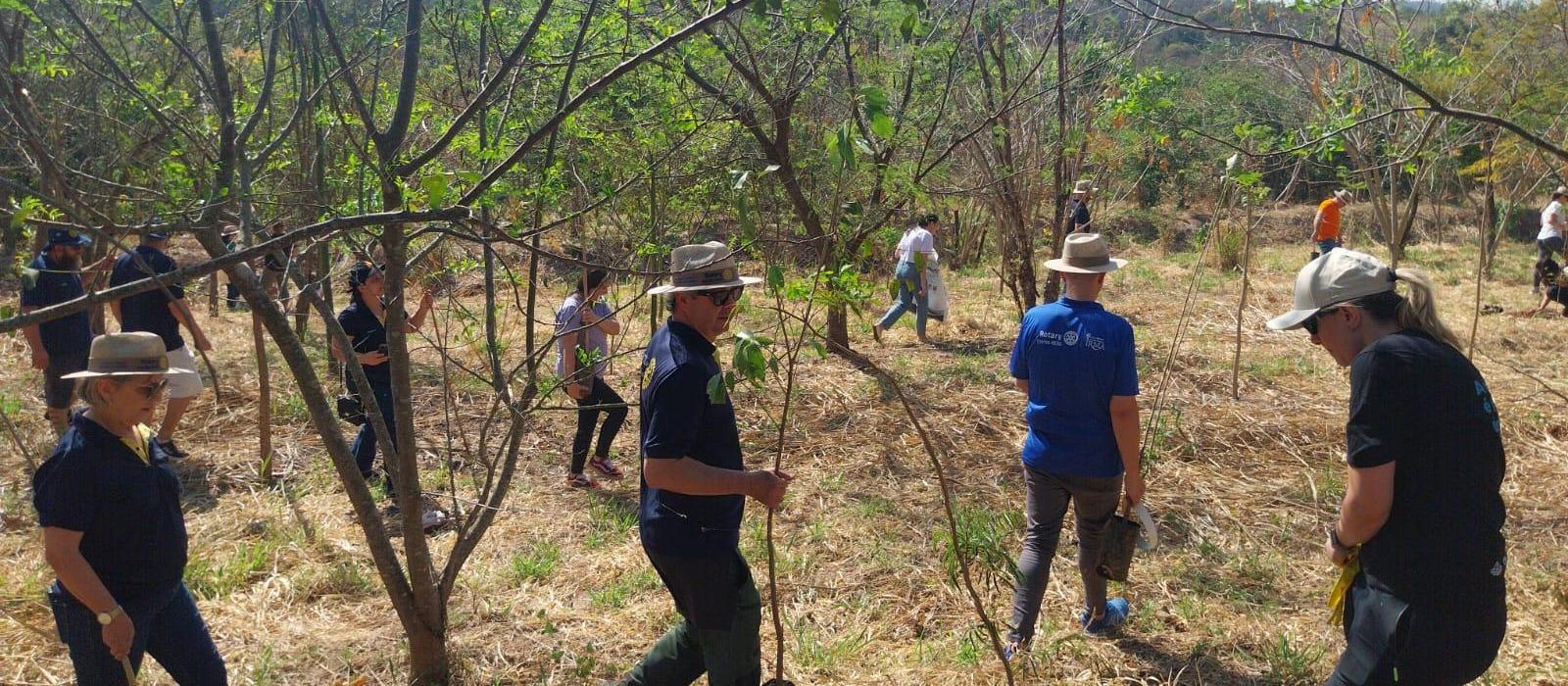Voluntários plantam mais de 100 árvores no Bosque da Amizade