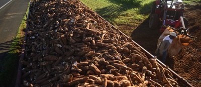 Tonelada da raiz de mandioca custa R$ 350 em Paranavaí