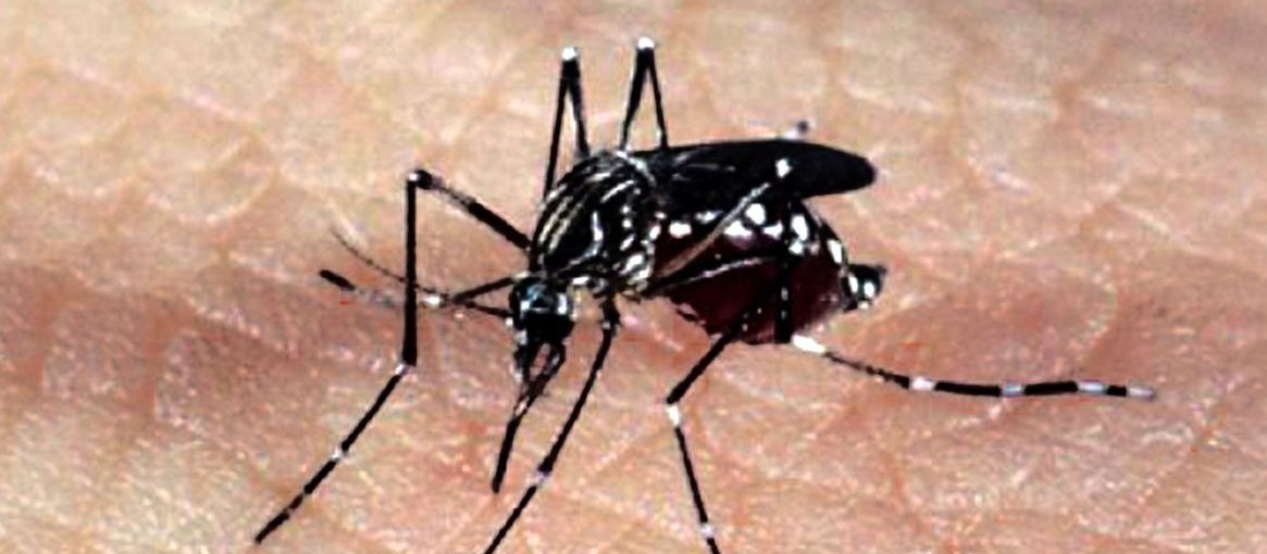 Maringá soma 141 casos confirmados de dengue no período epidemiológico