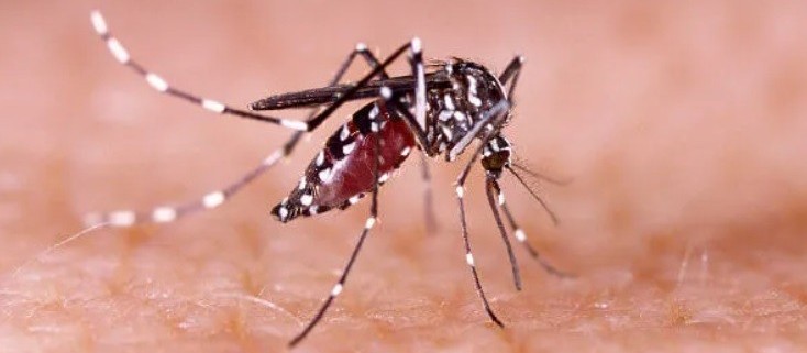 Maringá soma 74 casos confirmados de dengue no novo período sazonal