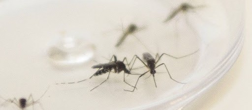 Um caso de dengue é registrado em Maringá