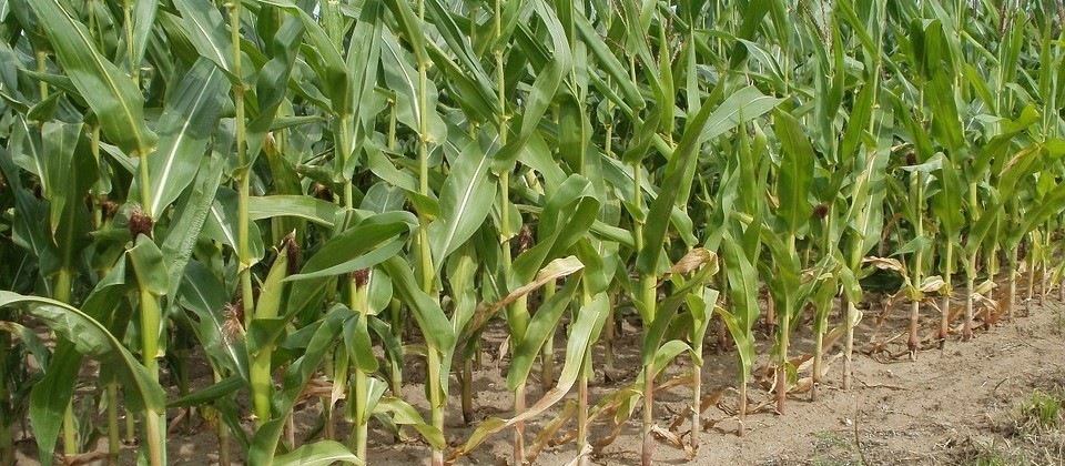 Falta de chuvas e altas temperaturas no norte estão prejudicando o milho e o trigo 
