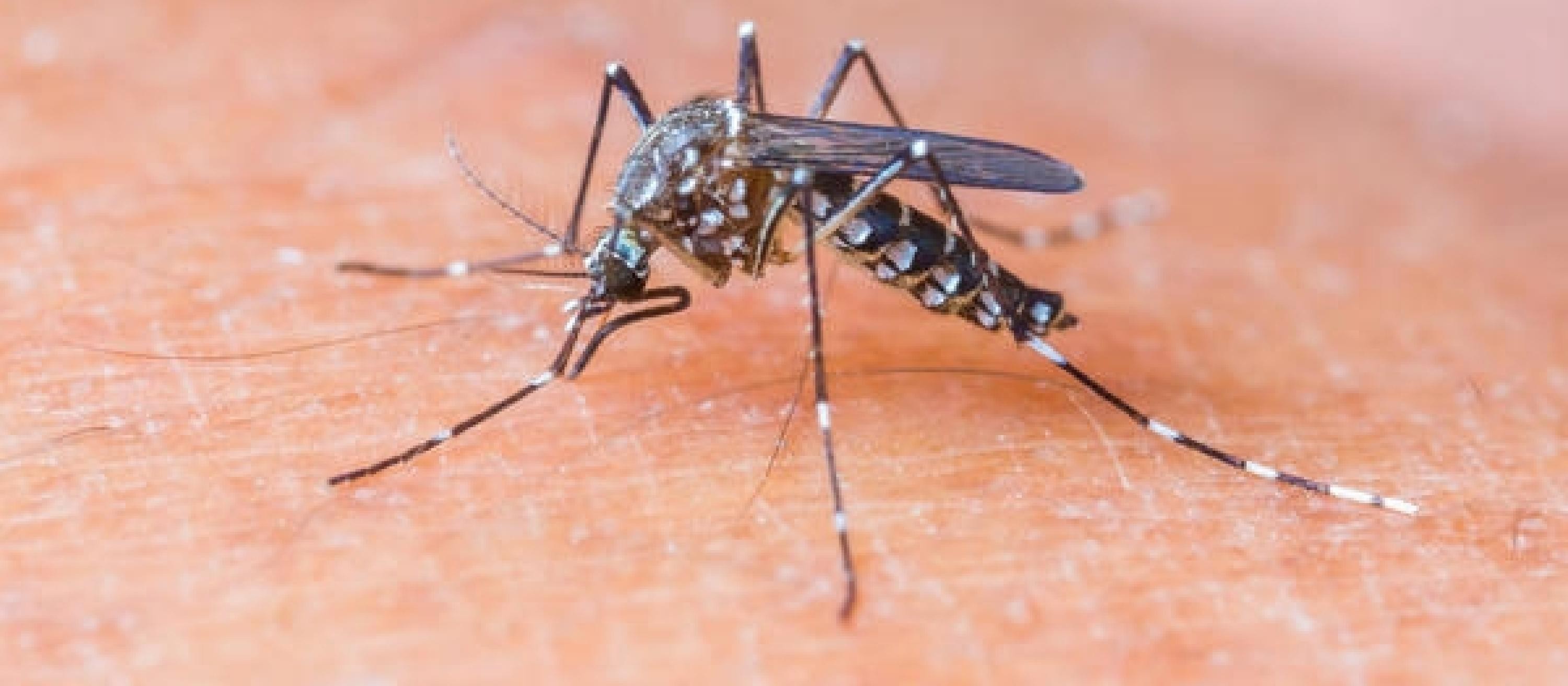 Maringá tem 11 casos de dengue positivos e 53 sob investigação