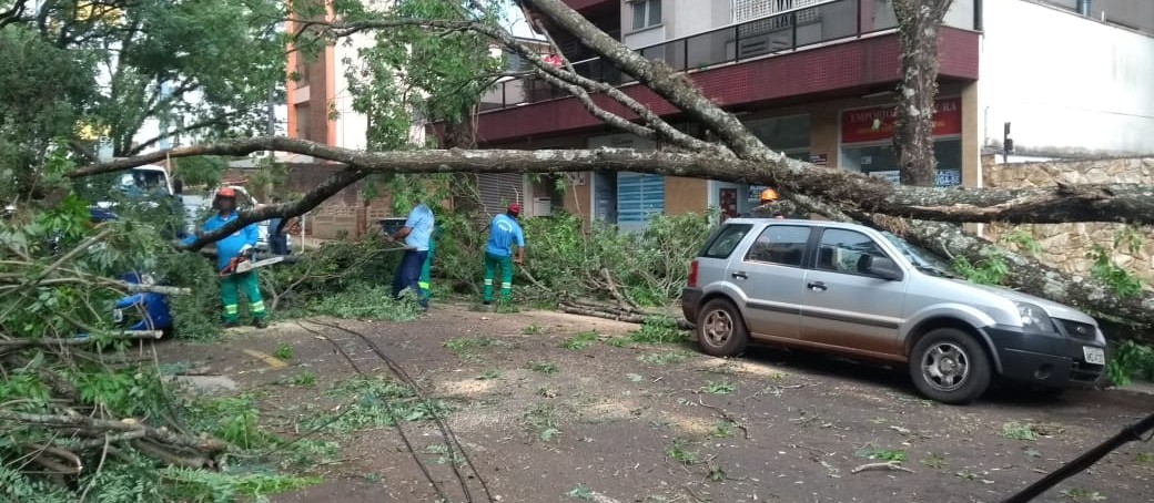 Árvore de grande porte cai e atinge 4 carros em Maringá