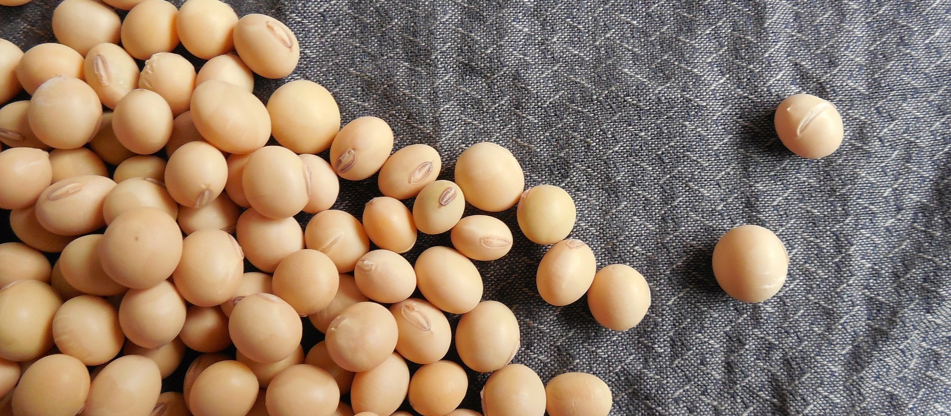 Inteligência artificial classifica grãos de soja em cooperativa de Maringá