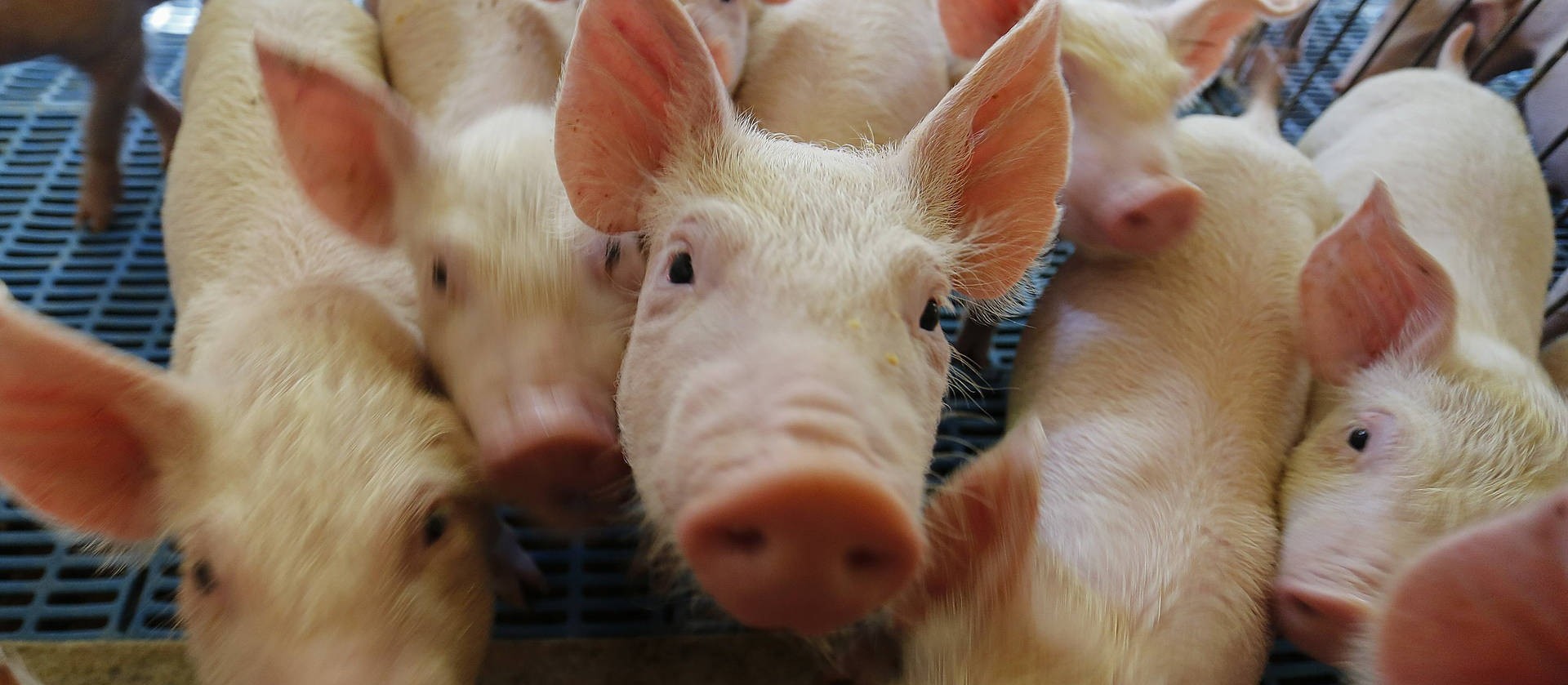 Chancela da OIE abre oportunidades para exportadores de suínos