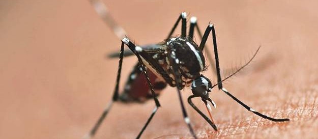 Maringá tem 110 casos confirmados de dengue